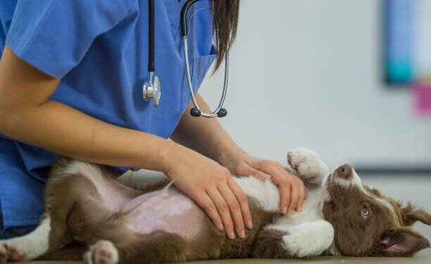 Metoclopramide for dogs