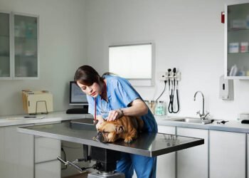 Pentoxifylline for Dogs