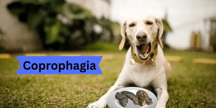 How to Stop Your Dog from Eating Poop