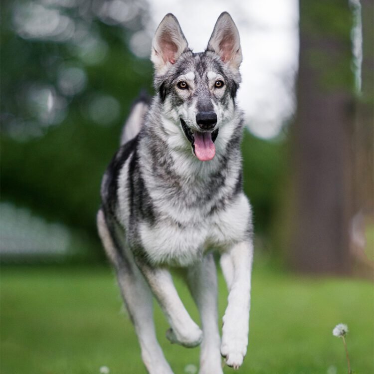 Northern Inuit