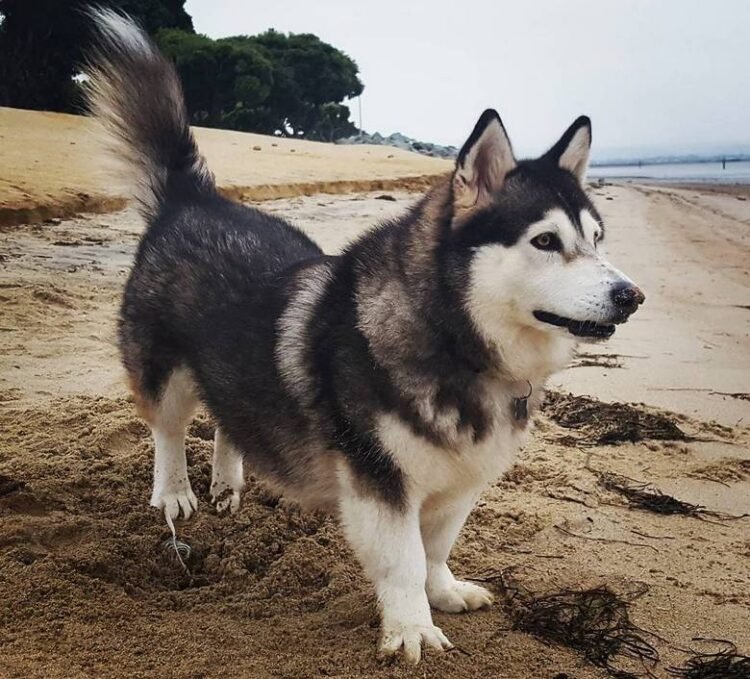 Corgi Husky Mix