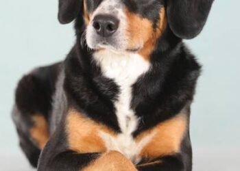 Entlebucher Mountain Dog
