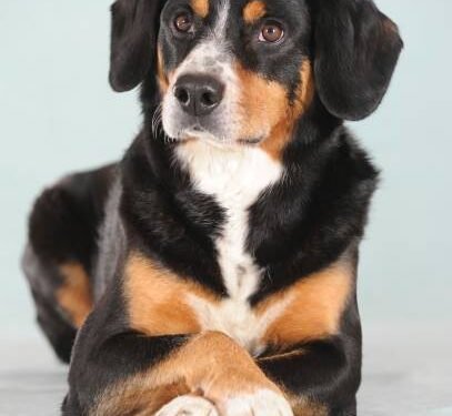 Entlebucher Mountain Dog