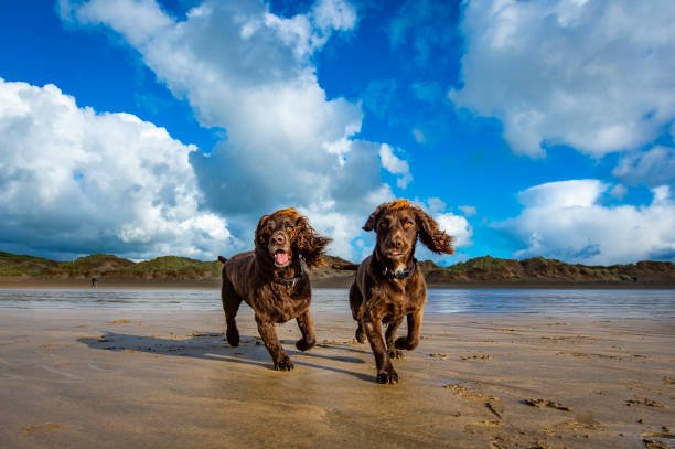 field spaniel