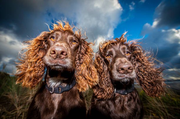 field spaniel