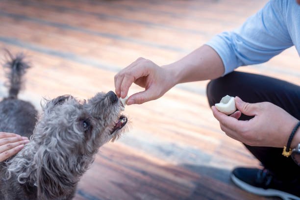 Can Dogs Eat Eggs