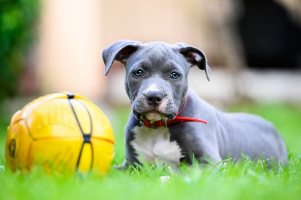american staffordshire terrier 