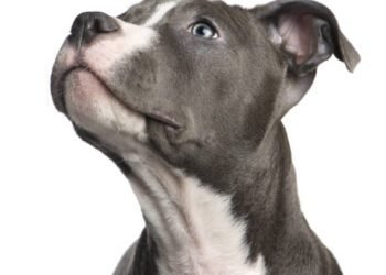american staffordshire terrier