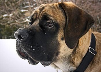 Mastiff dog breed