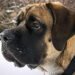 Mastiff dog breed