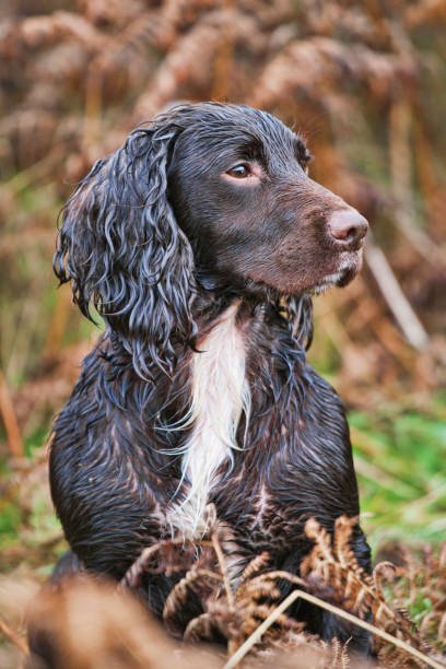 field spaniel