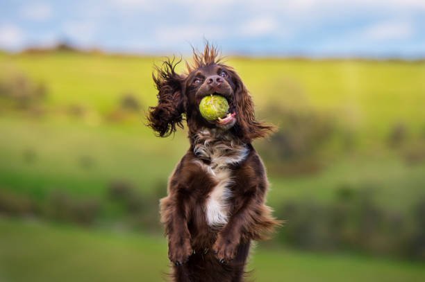 field spaniel