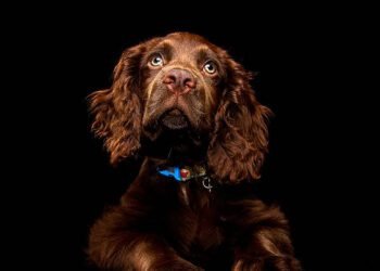 field spaniel