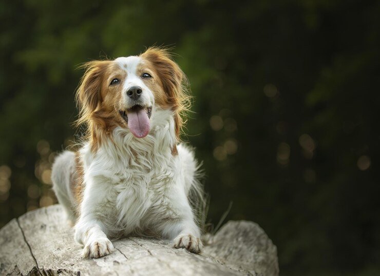 Kooikerhondje