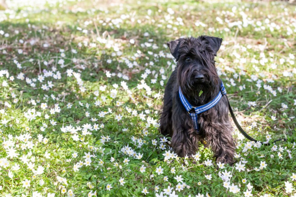 Affenpinscher dog breed