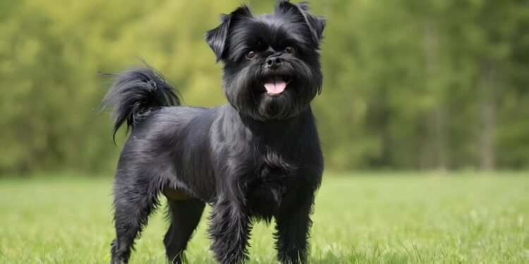 affenpinscher dog breed portrait
