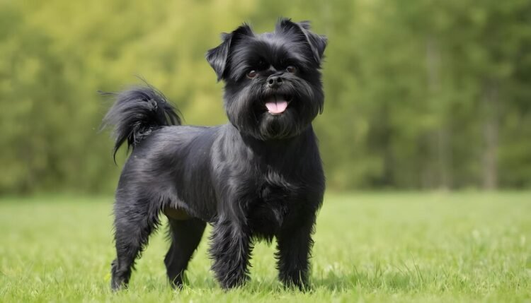 affenpinscher dog breed portrait