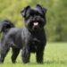 affenpinscher dog breed portrait