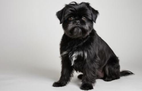 Affenpinscher dog breed