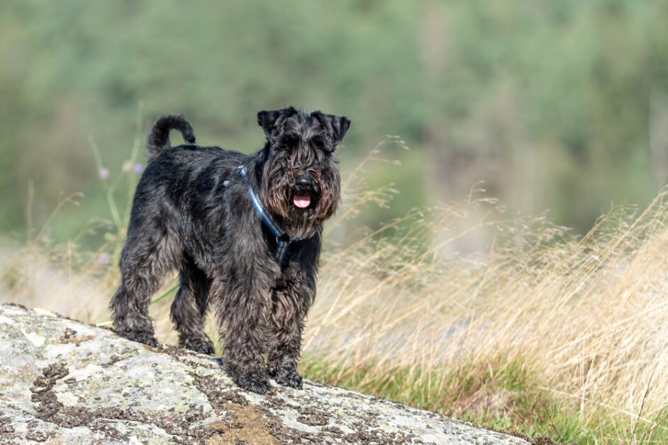 Affenpinscher Breed's Traits