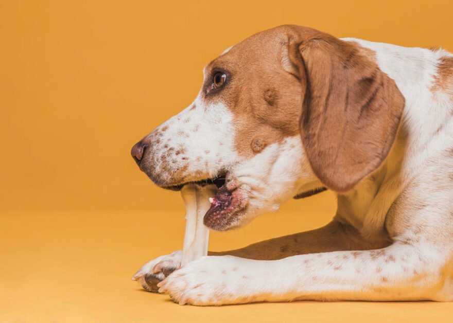 Dental Chews for dogs