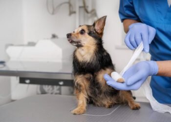 Chlorhexidine for dogs