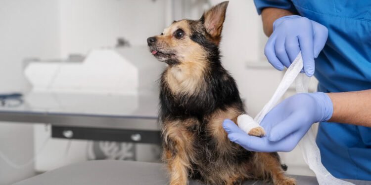 Chlorhexidine for dogs