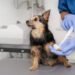 Chlorhexidine for dogs