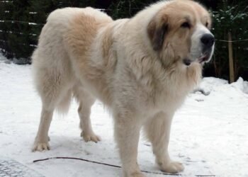 Pyrenean Mastiff
