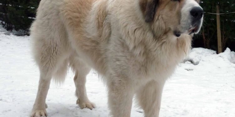 Pyrenean Mastiff