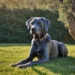 Blue Lacy Dog