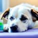 clonidine for dogs