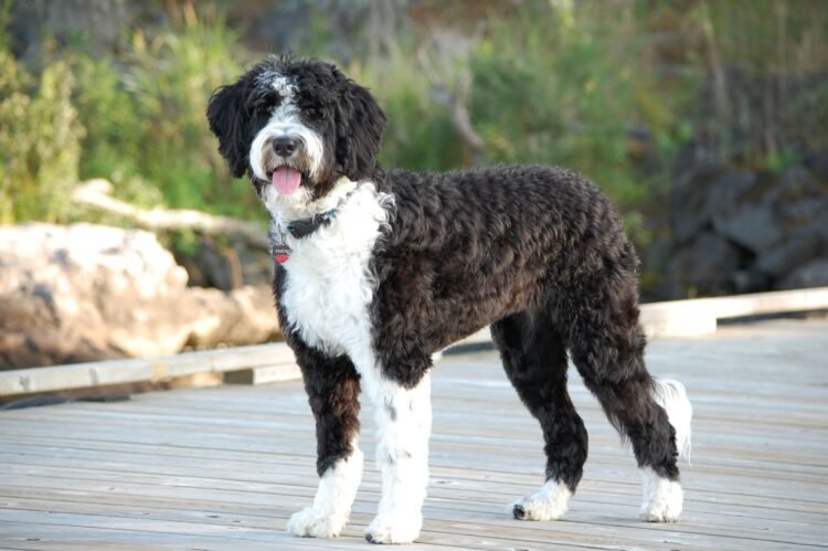 Portuguese Water Dog