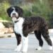 Portuguese Water Dog