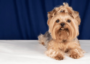 Lhasa Apso Dog