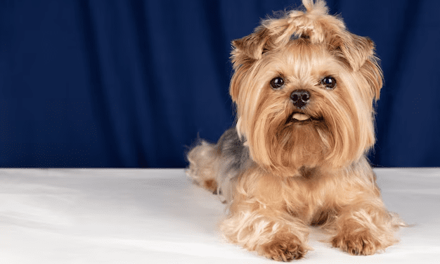Lhasa Apso Dog
