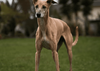 Italian Greyhound: Graceful and Enigmatic