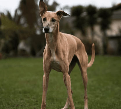 Italian Greyhound: Graceful and Enigmatic