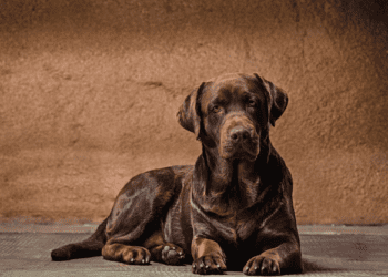 Perro de Presa Canario: A Unique and Powerful Breed