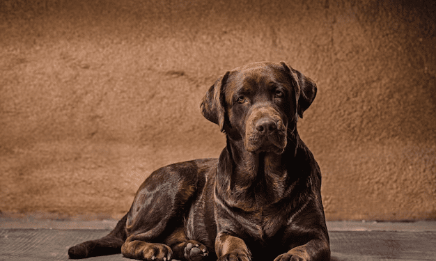Perro de Presa Canario: A Unique and Powerful Breed