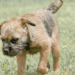 Border Terrier Dog Breed.