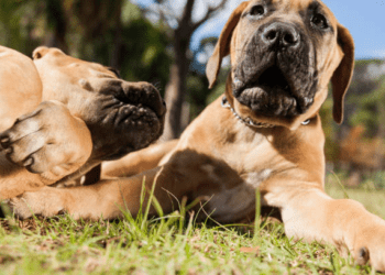 Boerboel Dog Breed