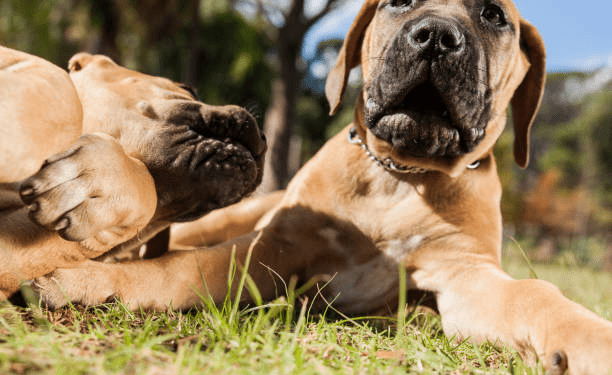 Boerboel Dog Breed
