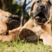 Boerboel Dog Breed