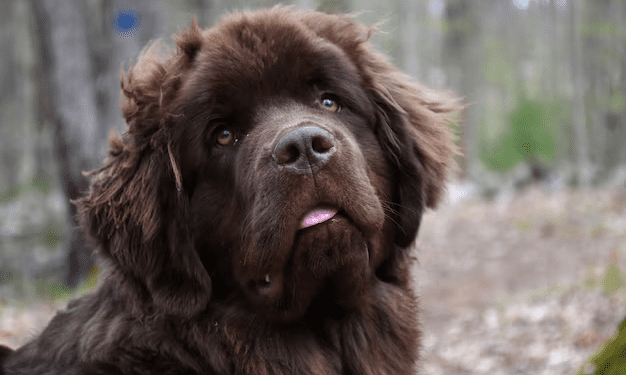 Leonberger Dog Breed