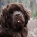 Leonberger Dog Breed