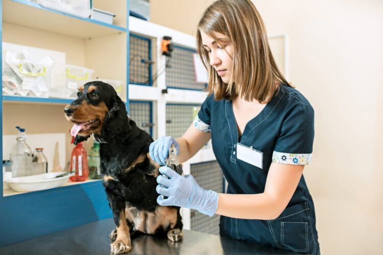 Get Skunk Smell Off a Dog