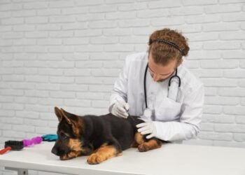 Clindamycin Dosage for Dogs