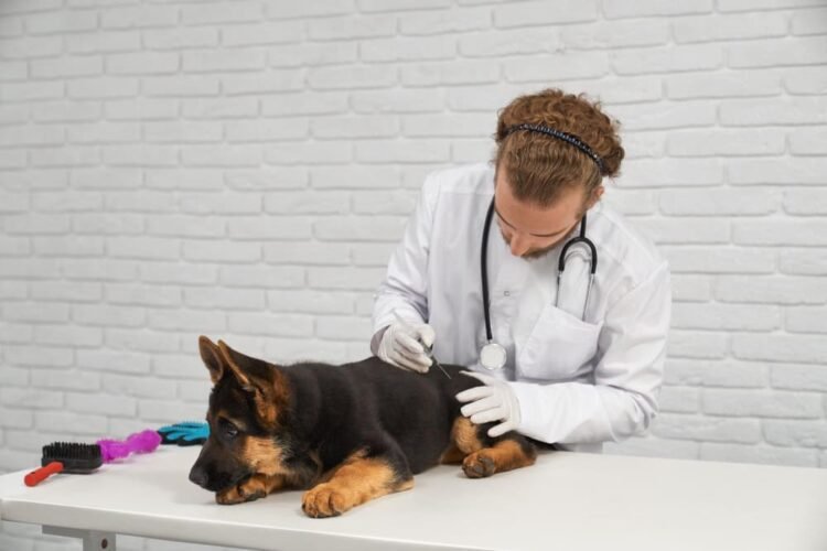 Clindamycin Dosage for Dogs