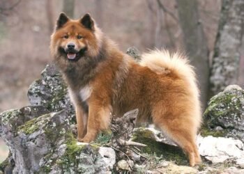 Eurasier Dog